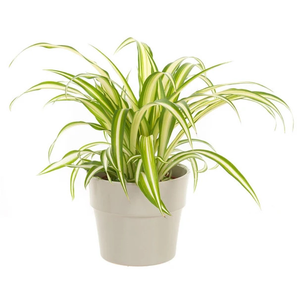 Spider Plant Small ,نبات العنكبوت