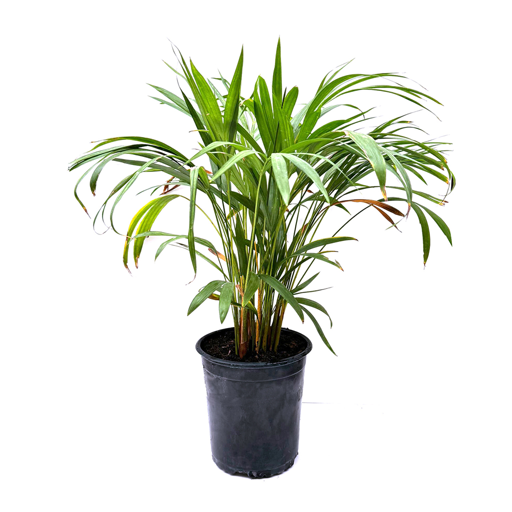 Areca Plant Small, نبات الأريكا صغير