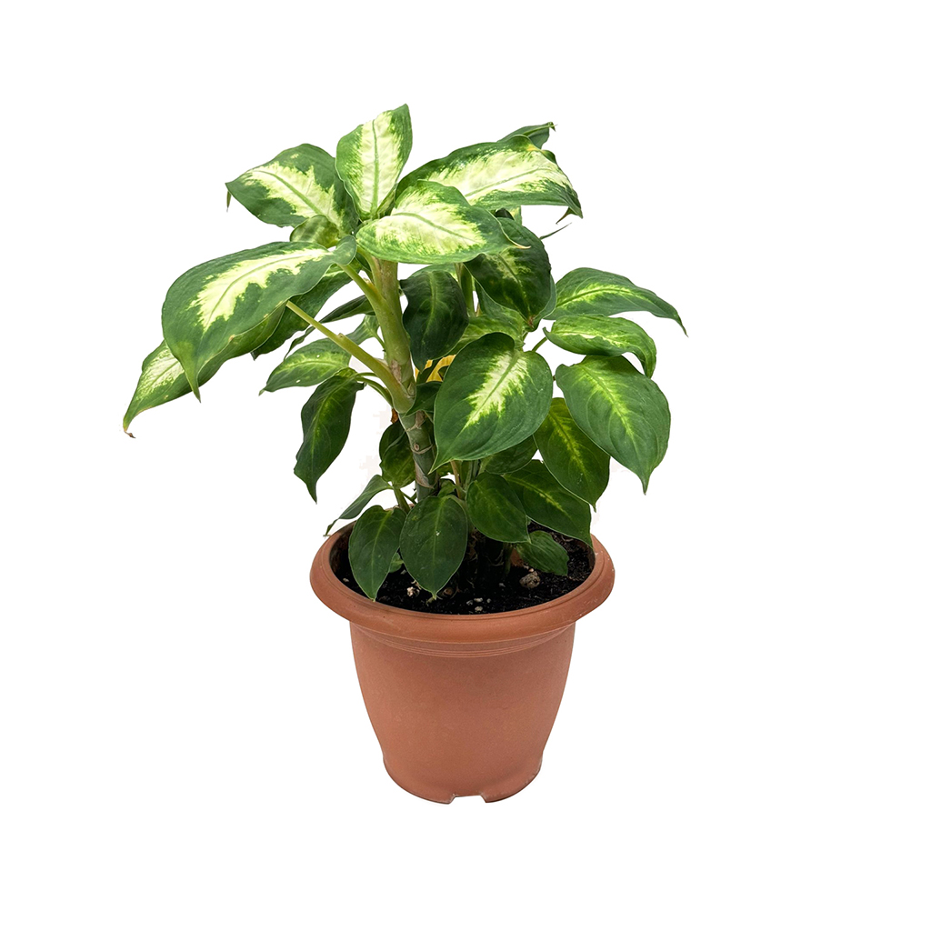 Dumb Cane Plant, نبات قصب البكم