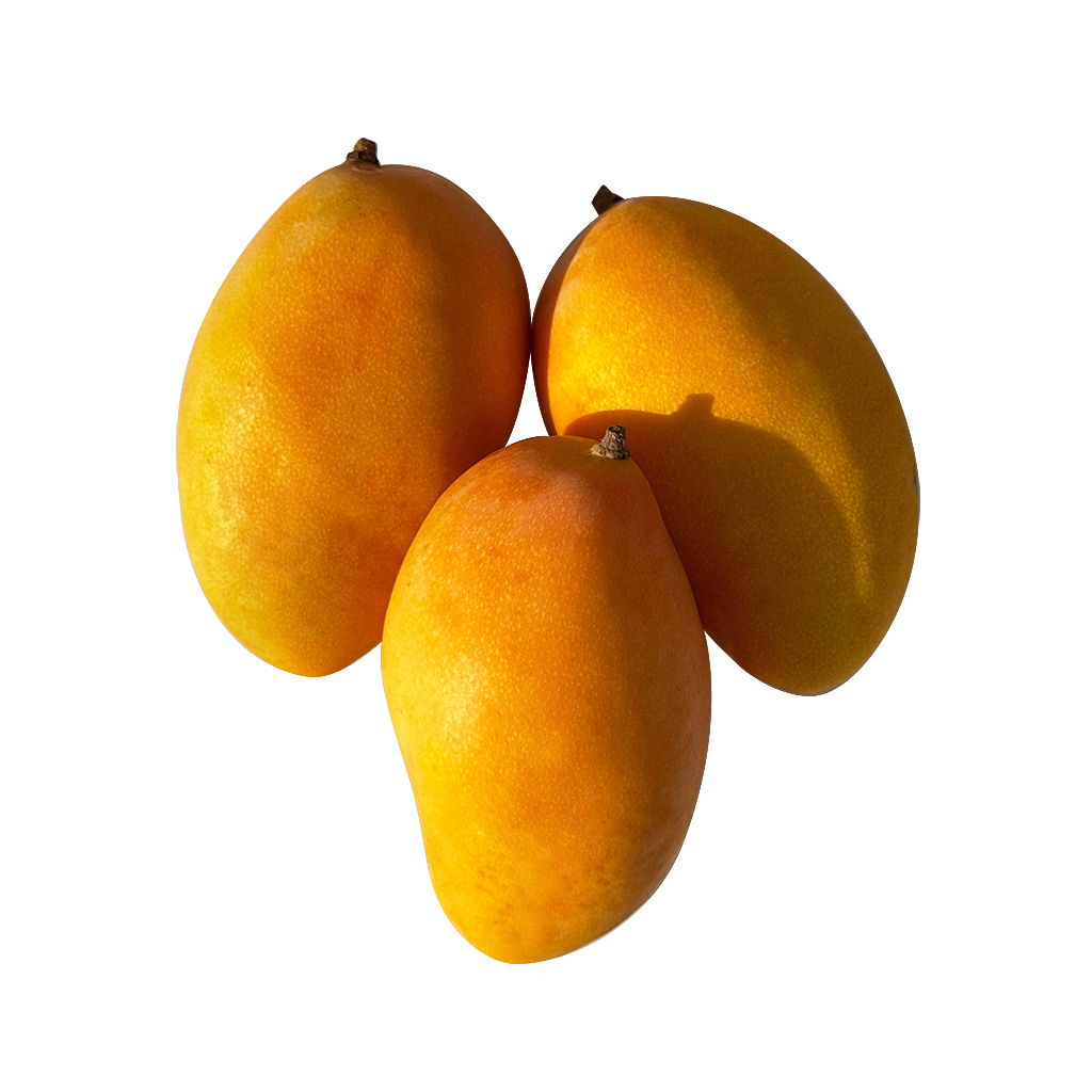 Mangoes ,مانجو