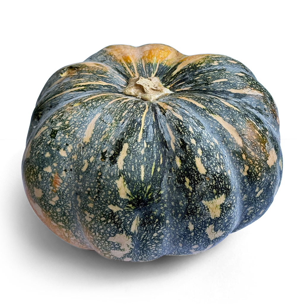 Local Pumpkin ,يقطين محلي