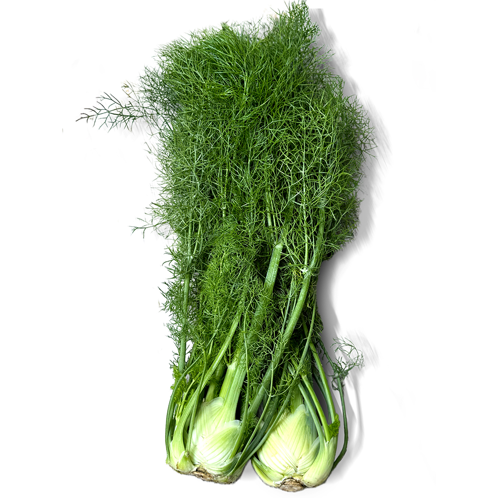 Local Fennel Bunch 1kg ,