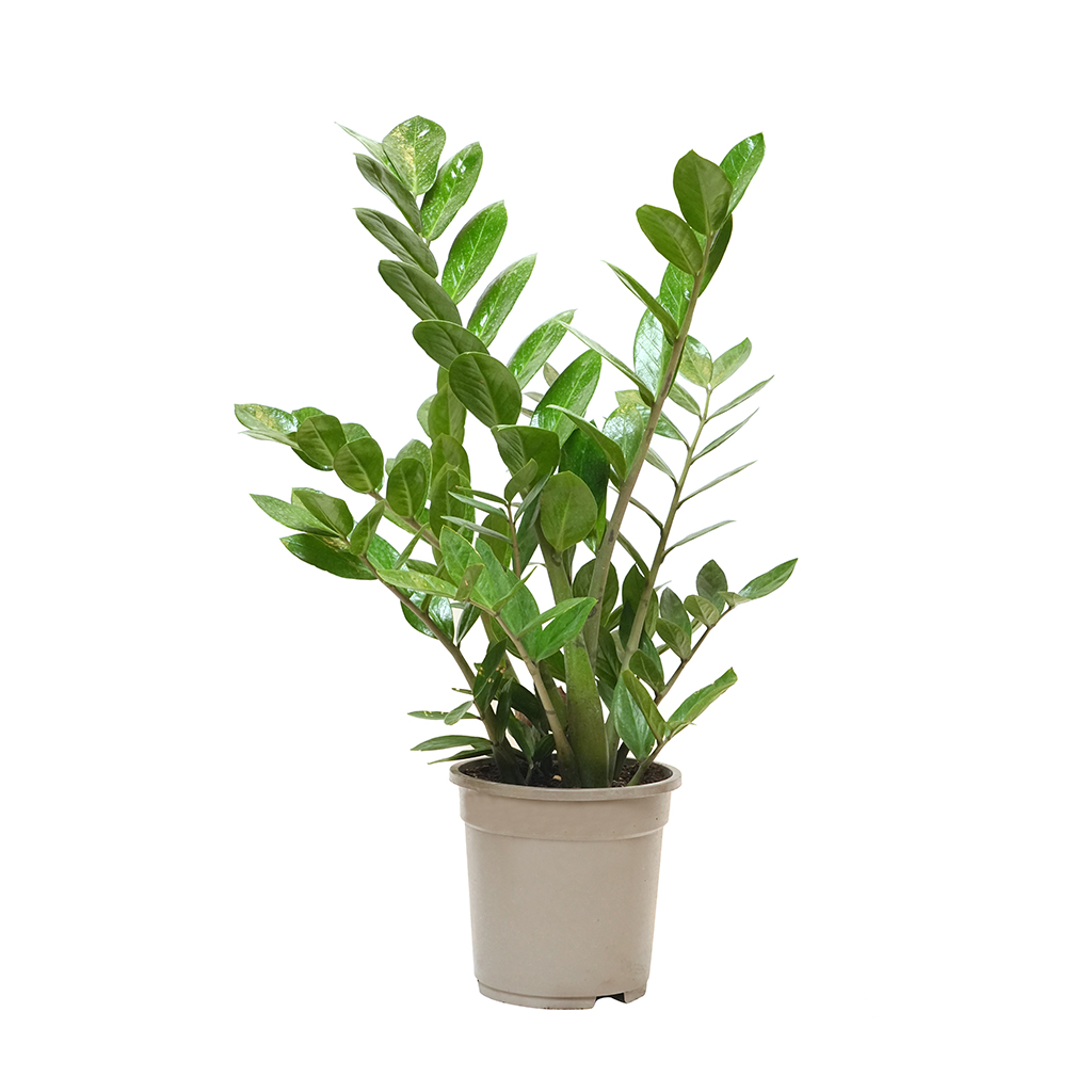 ZZ Plant ,ZZ نبات