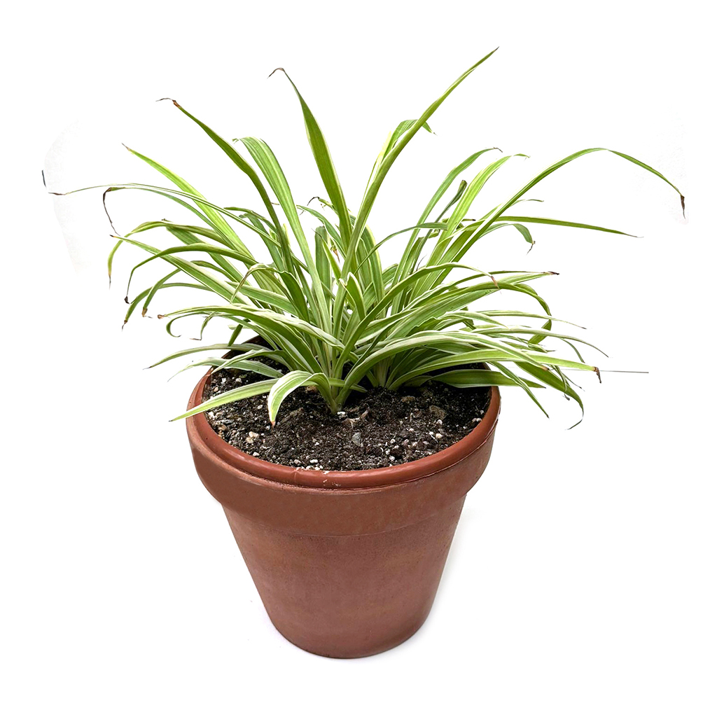 Spider Plant ,نبات العنكبوت