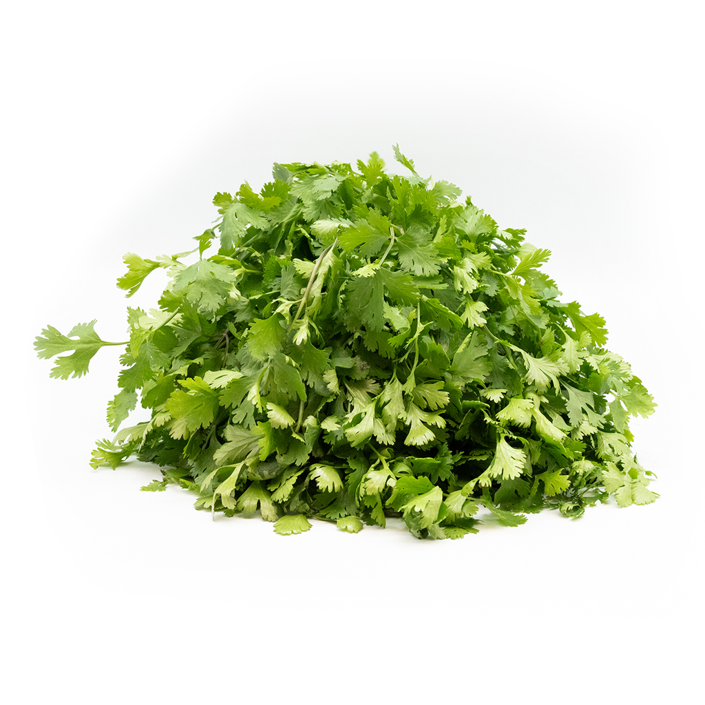 Coriander Bunch ,حزمة كزبرة