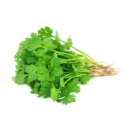 Coriander Leaves ,كزبرة محلية