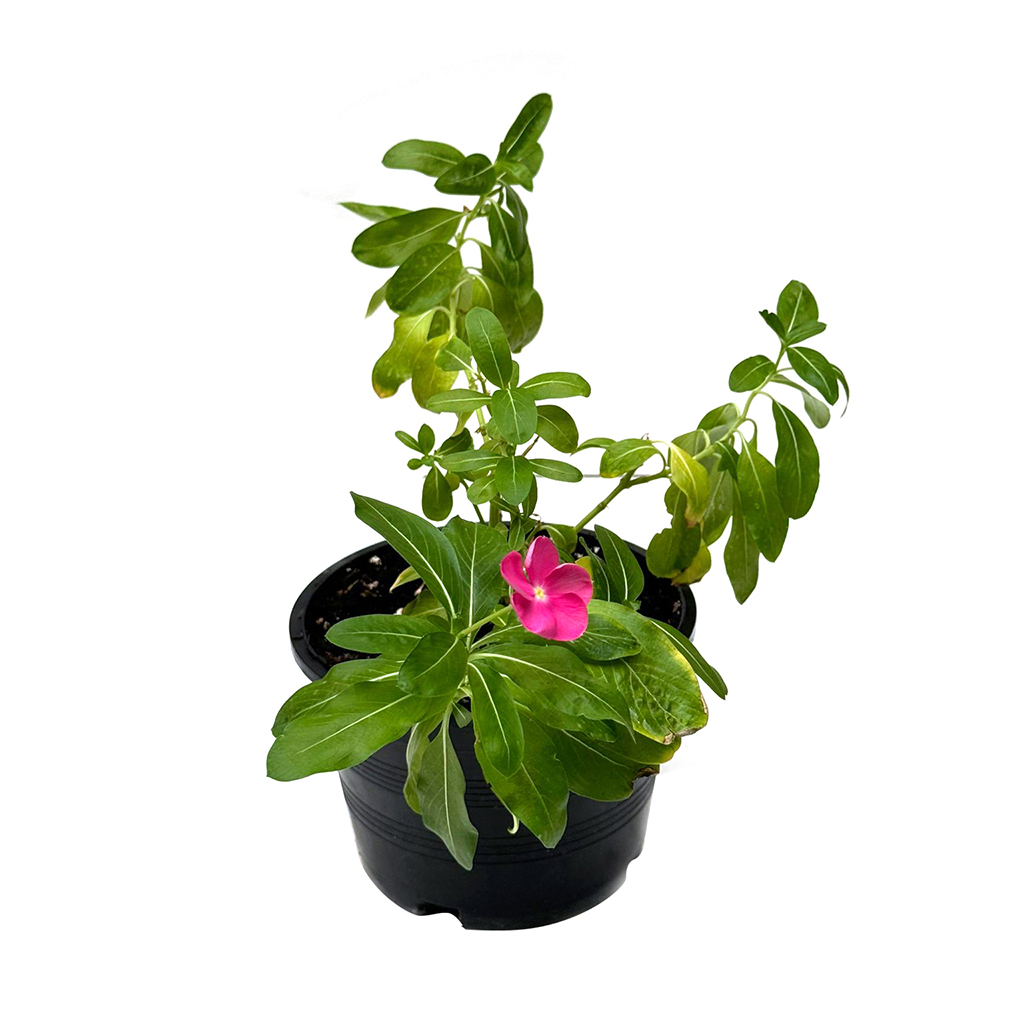 Vinca Rosea Plant ,فينكا روزيا