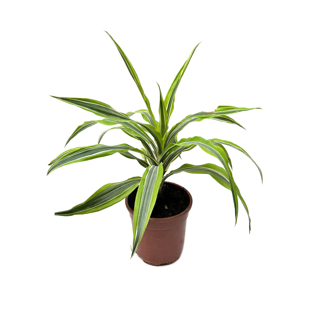 Dracaena Plant ,نبات دراسينيا