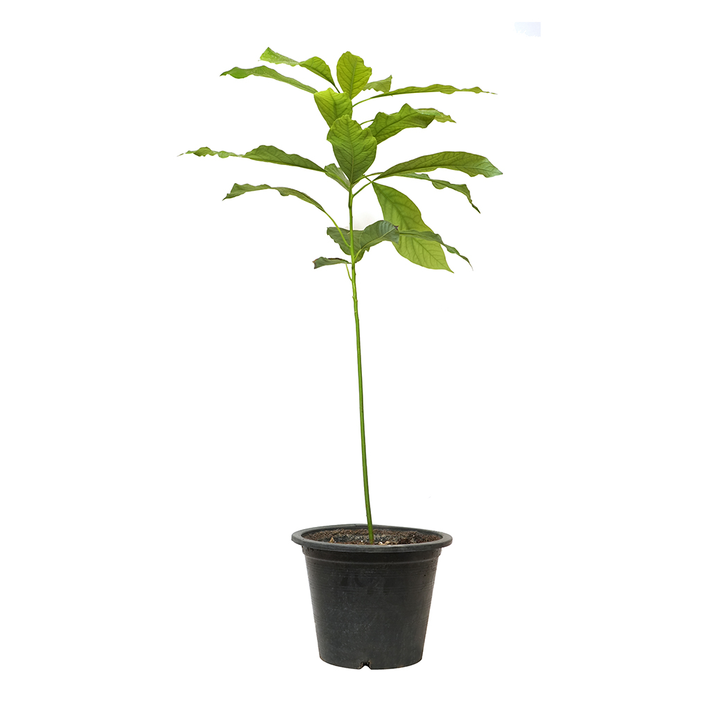 Avocado Plant ,نبات الأفوكادو