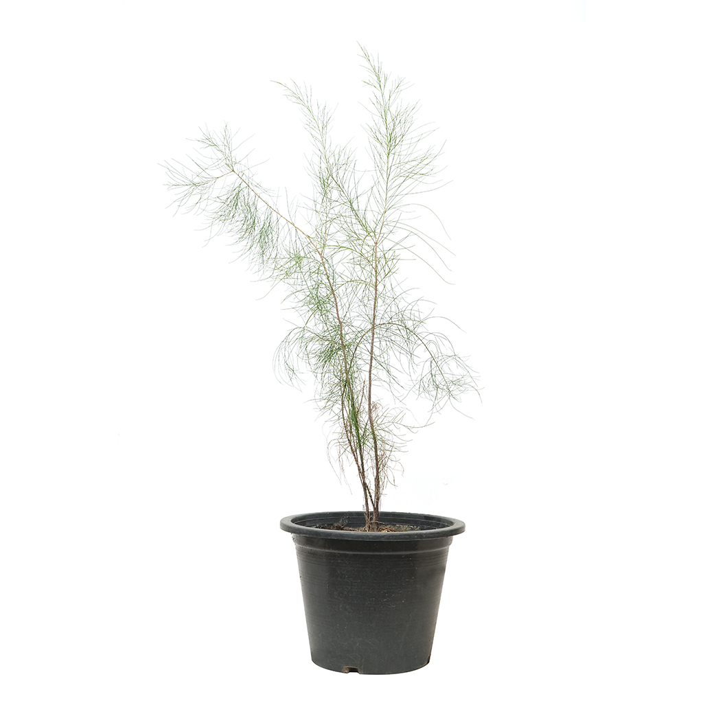 Casuarina Plant ,نبات الكازوارينا