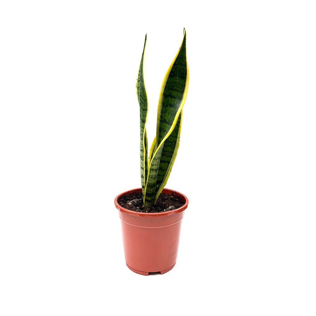 Snake Plant ,نبات الأفعى