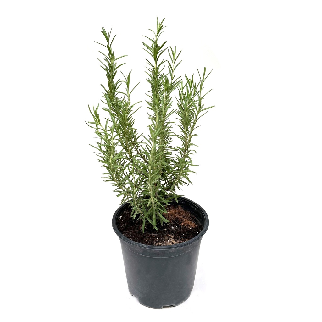 Rosemary Plant ,نبات إكليل الجبل