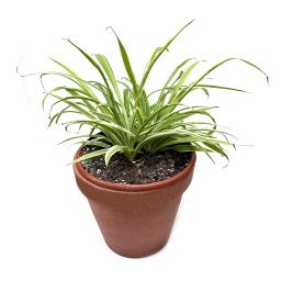 [Out08542] Spider Plant ,نبات العنكبوت