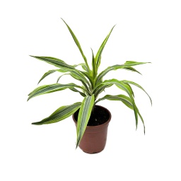 [Out10040] Dracaena Plant ,نبات دراسينيا