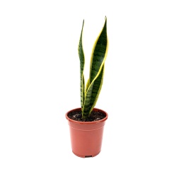 [Out10066] Snake Plant ,نبات الأفعى