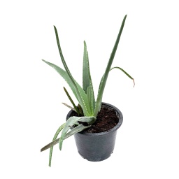 [Out10067] Aloe Vera Plant ,نبات الصبار