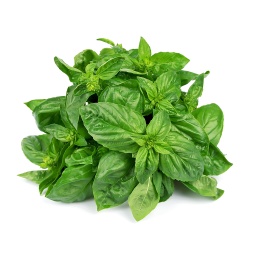 Organic Basil ,ريحان عضوي