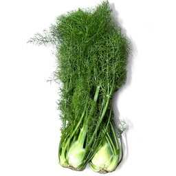 [Veg18441] Local Fennel Bunch 1kg ,